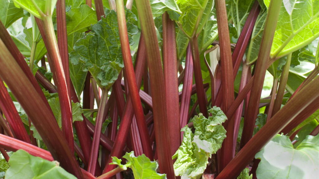 Essa planta pode transformar a sua saúde intestinal