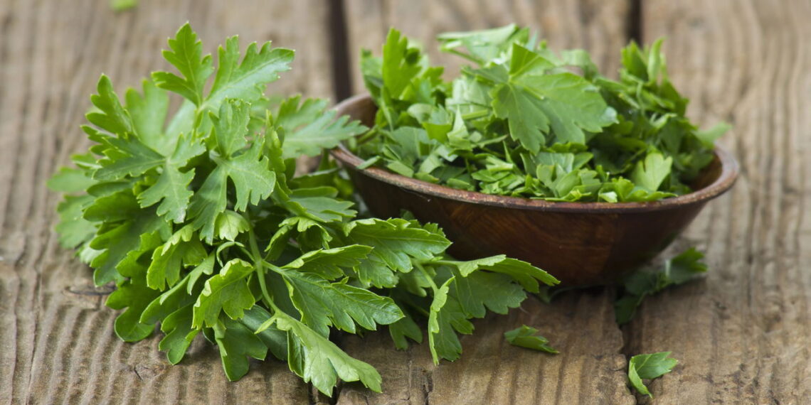 Como manter salsinha vibrante e aromática por semanas