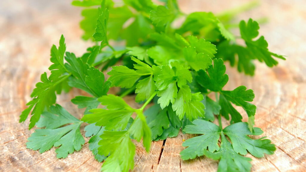 Como manter salsinha vibrante e aromática por semanas