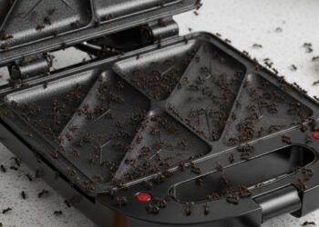 Truques simples para afastar baratas, formigas e outros insetos da sanduicheira