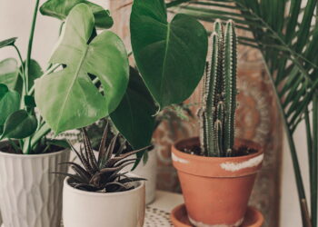 Esse método natural elimina vermes nos vasos sem prejudicar suas plantas