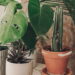 Esse método natural elimina vermes nos vasos sem prejudicar suas plantas