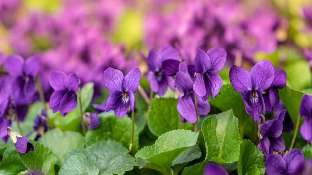 Flor encantadora com cores delicadas conquista os amantes de jardinagem