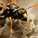 3 métodos naturais para afastar vespas de casa e do jardim