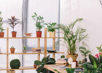 3 plantas versáteis que se adaptam a diferentes iluminações para flexibilidade no dia a dia
