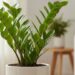 As 3 plantas que viraram queridinhas dos arquitetos