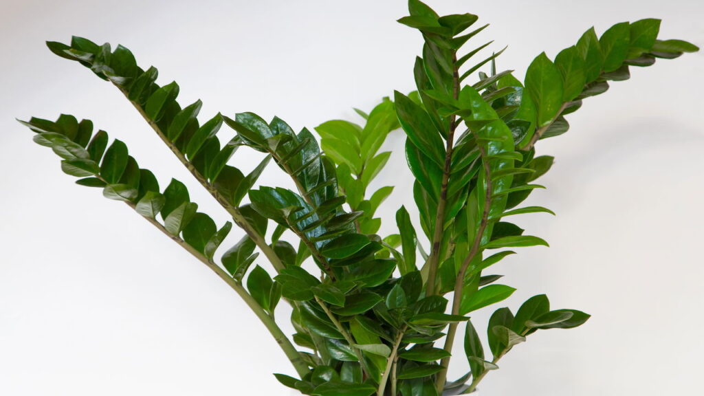 Plantas que crescem com pouca luz mostram como a natureza se adapta