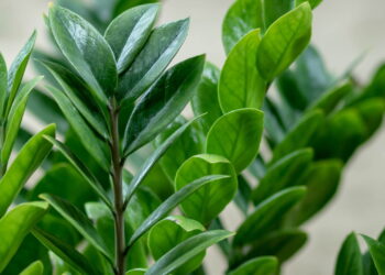 As plantas mais fortes para atrair dinheiro e prosperidade em casa