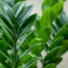 As plantas mais fortes para atrair dinheiro e prosperidade em casa