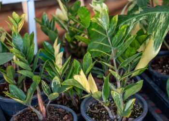 O que atrai a zamioculca e como cuidar da planta com 4 dicas essenciais