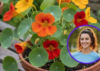 Esta planta fortalece a saúde e é ótima para a imunidade