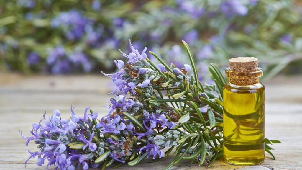 Três ervas para o quintal que perfumam, curam e temperam