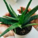 Essa planta atrai saúde e afasta resfriados