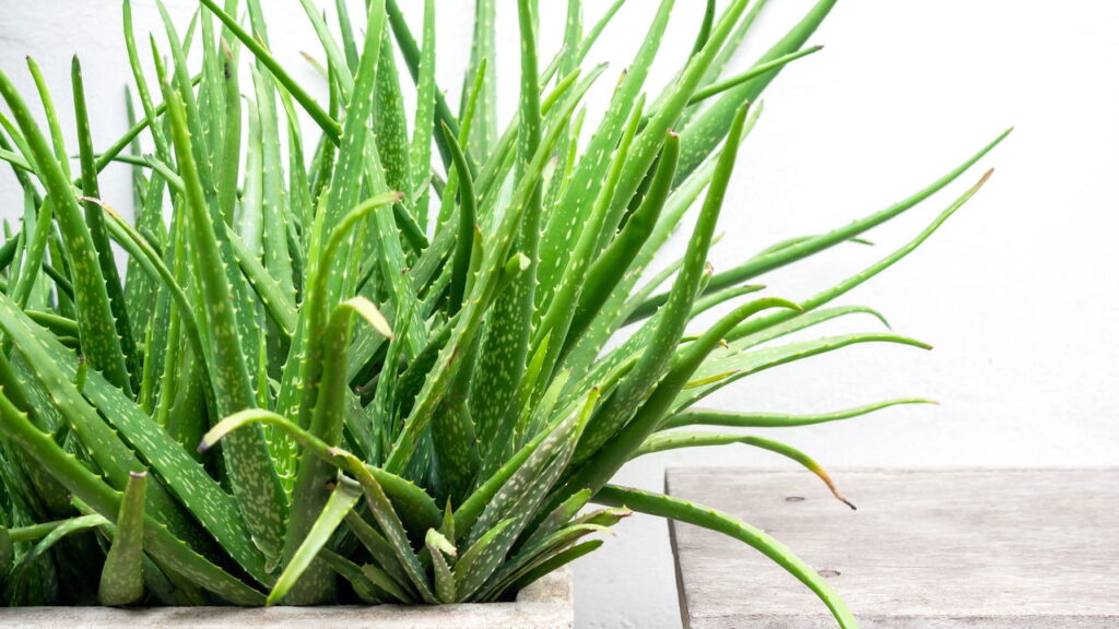 Essa planta atrai saúde e afasta resfriados