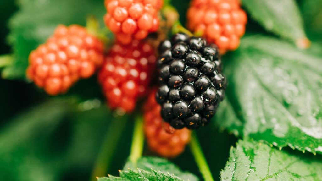 4 frutas que você pode cultivar até em vasos pequenos