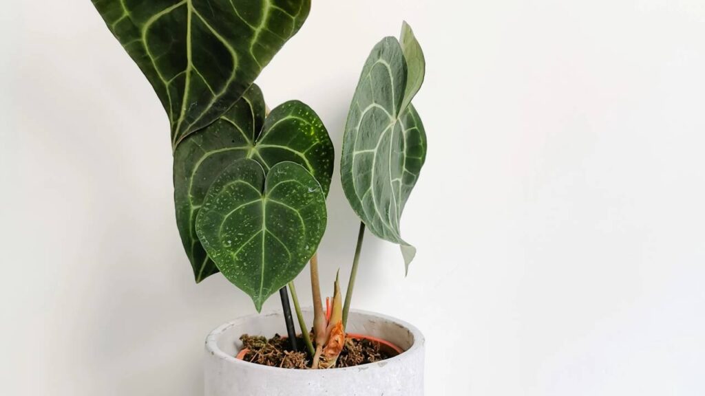 3 folhagens vistosas transformam o ambiente com textura e personalidade