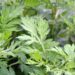 A planta que regula hormônios e ainda acalma o seu corpo