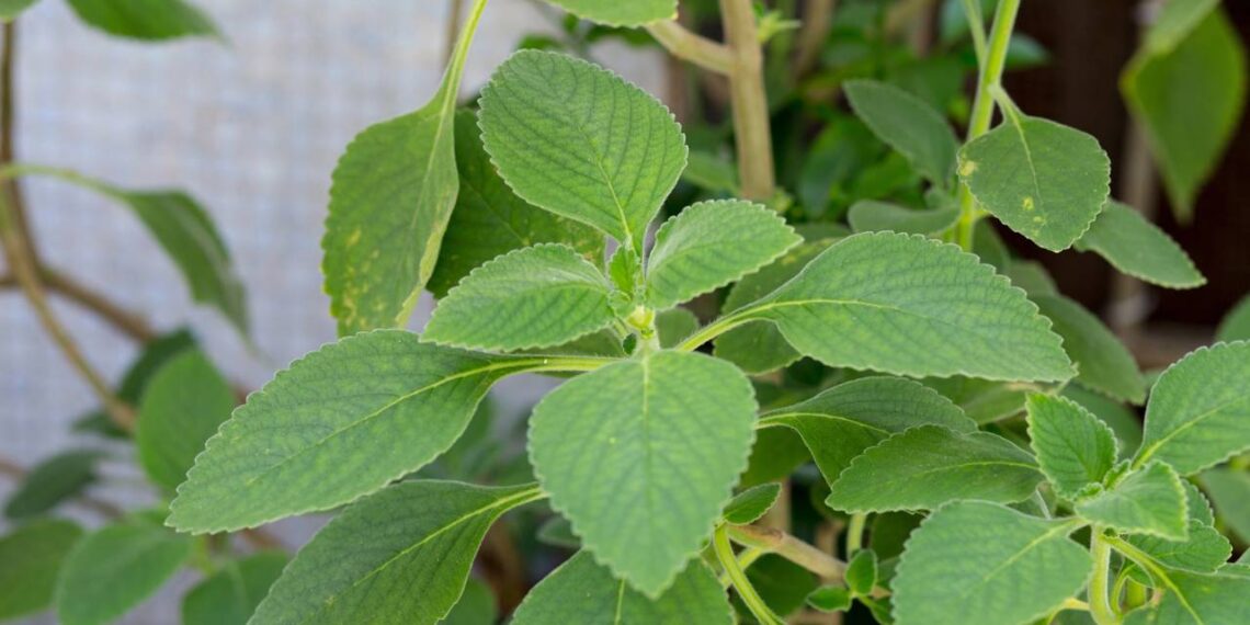 Esta planta pode ser a chave para um fígado saudável e digestão sem desconfortos