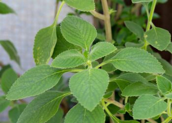 Esta planta pode ser a chave para um fígado saudável e digestão sem desconfortos