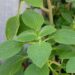 Esta planta pode ser a chave para um fígado saudável e digestão sem desconfortos