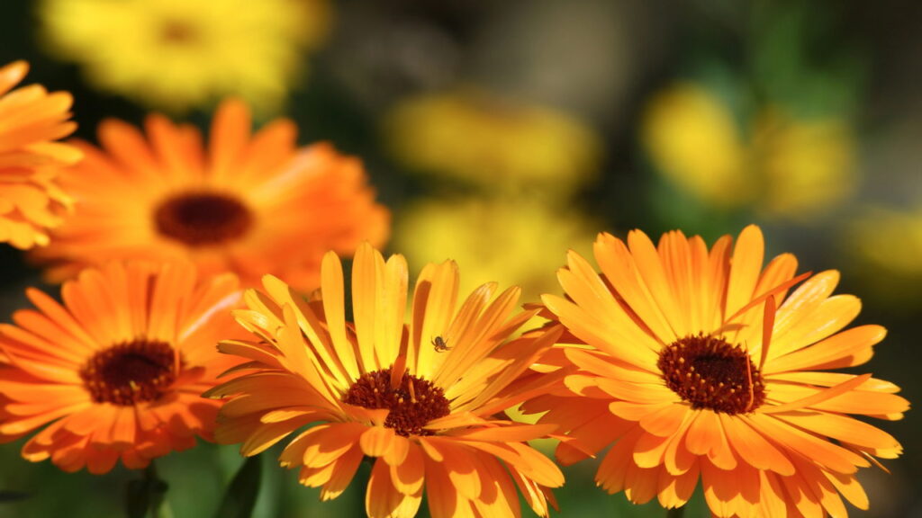 Essas plantas afastam pragas e mantém o jardim saudável