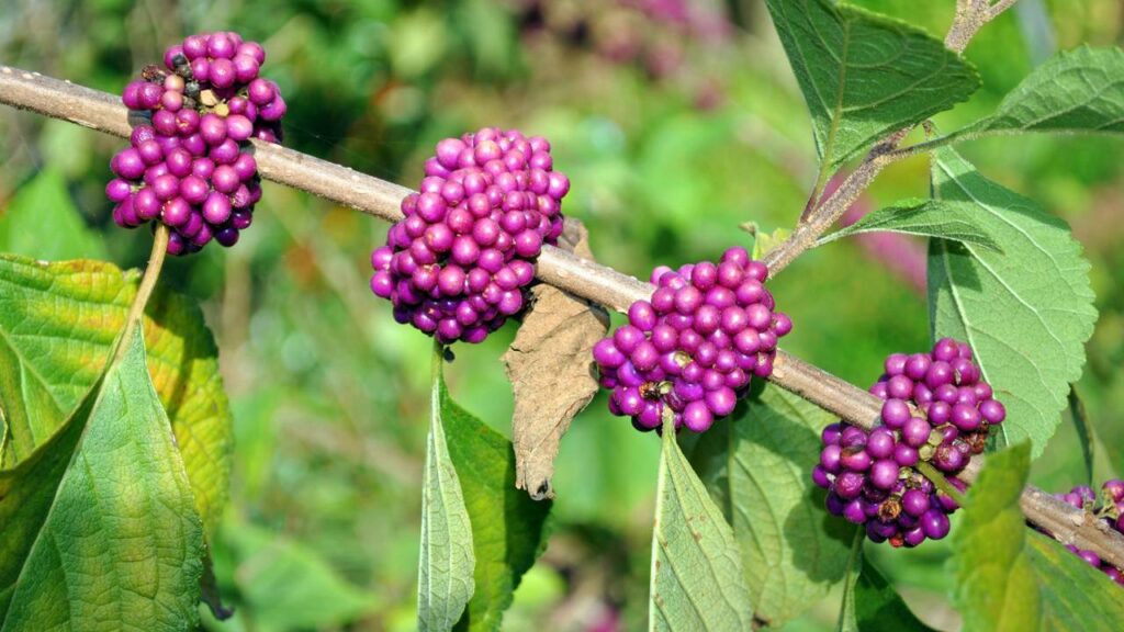 Estas plantas tropicais criam uma barreira natural contra mosquitos e borrachudos