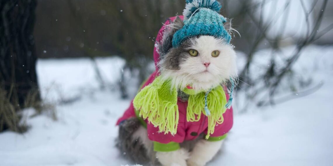 Onde os gatos devem dormir no frio, segundo especialistas