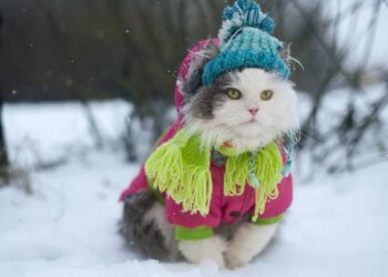 Onde os gatos devem dormir no frio, segundo especialistas
