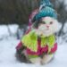Onde os gatos devem dormir no frio, segundo especialistas