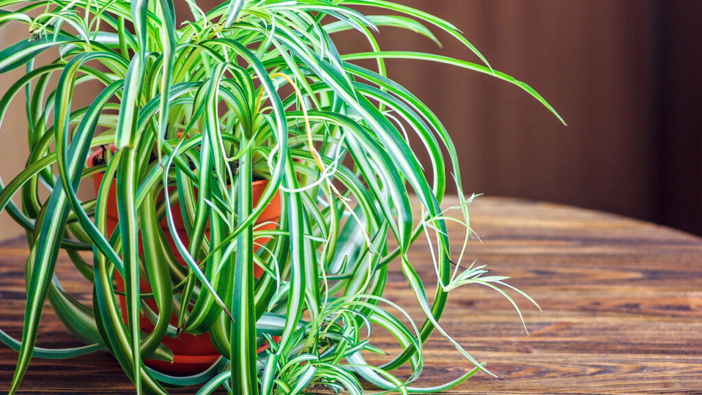 Plantas que melhoram humor e trazem leveza ao seu lar