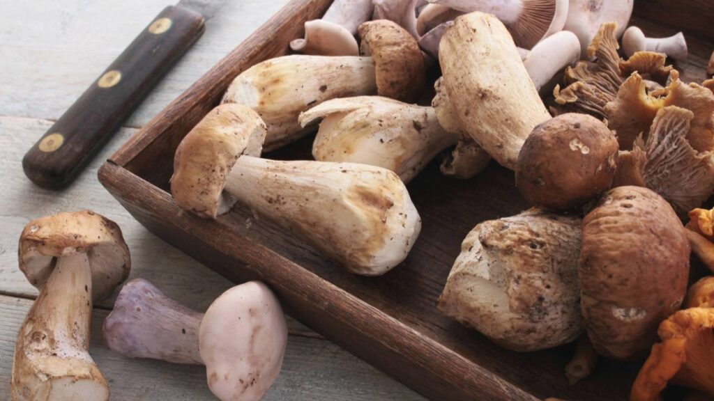 Molho funghi secchi transforma qualquer prato simples em refeição de chef