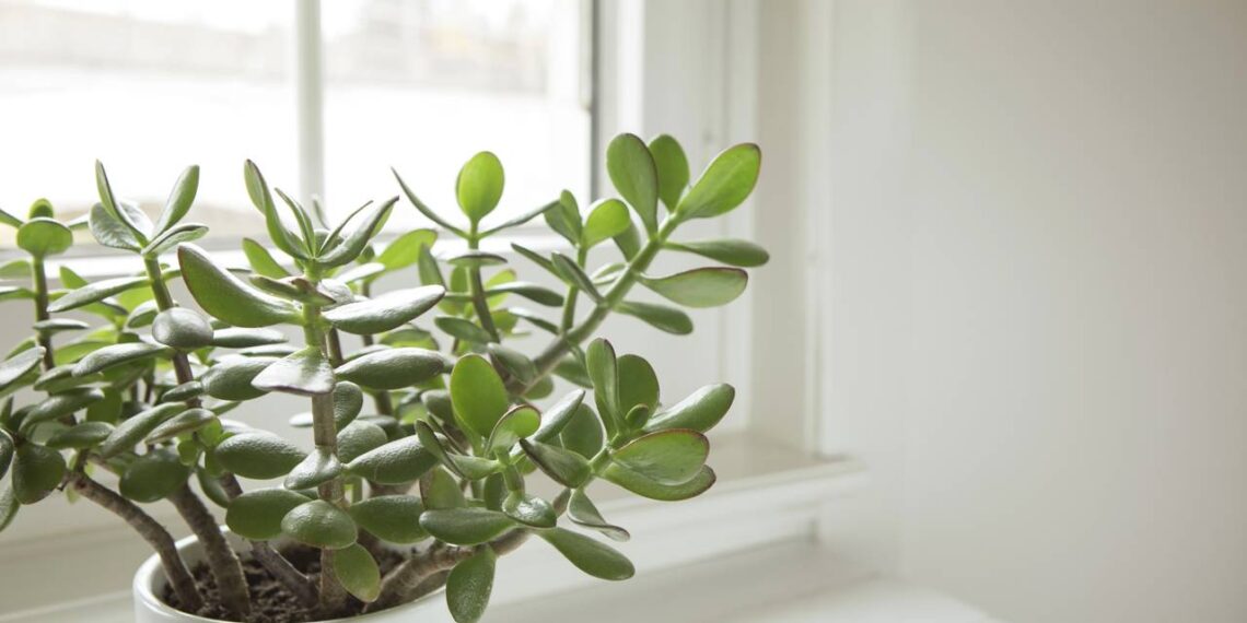 Essa planta tem aparência única, decora e atrai boas energias com leveza