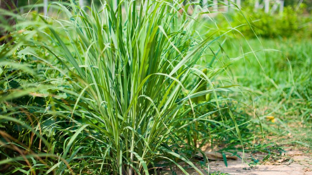 Esta planta é um dos melhores calmantes da natureza