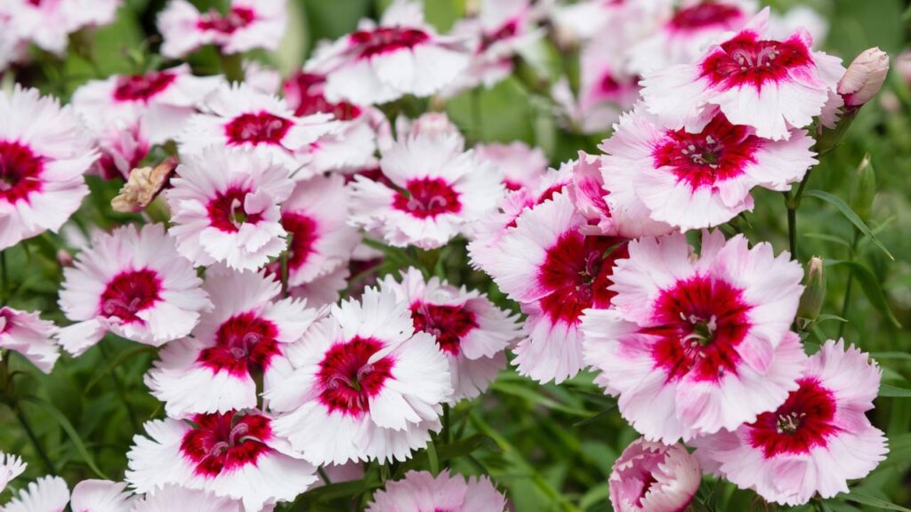 Plantas ideias para os signos de fogo cultivarem