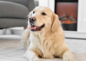 Onde os cães devem dormir no frio, segundo veterinários