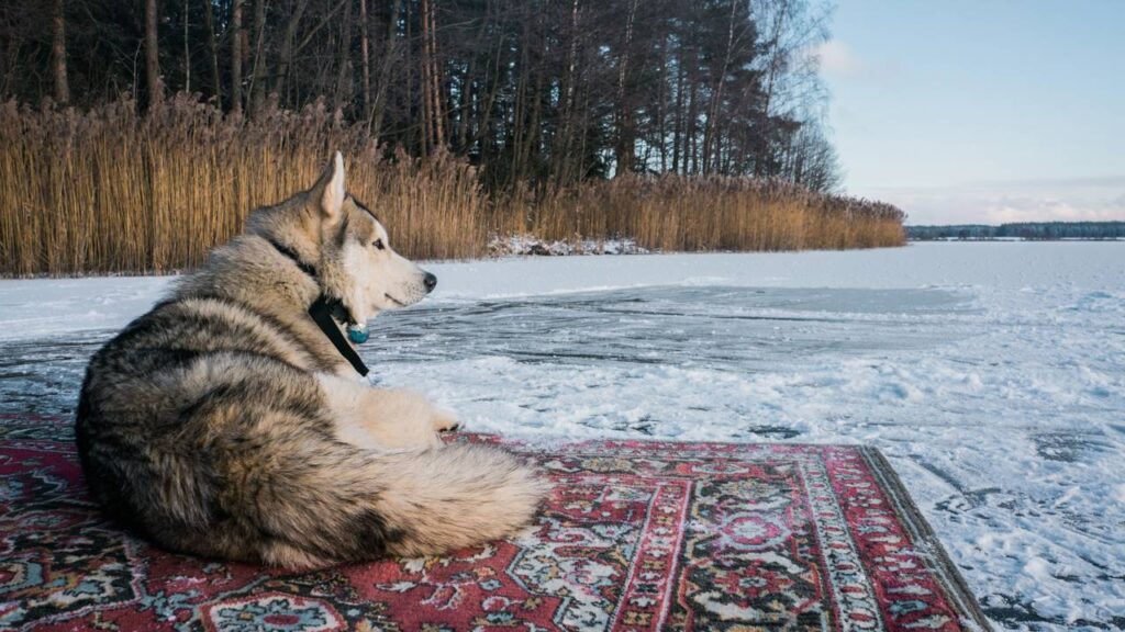 Onde os cães devem dormir no frio, segundo veterinários