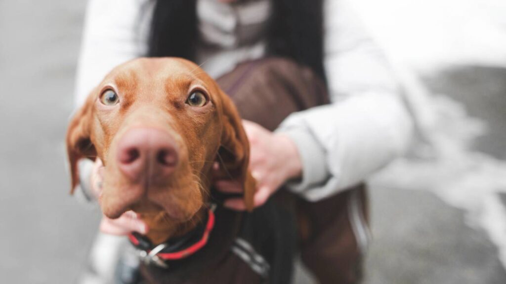 Onde os cães devem dormir no frio, segundo veterinários