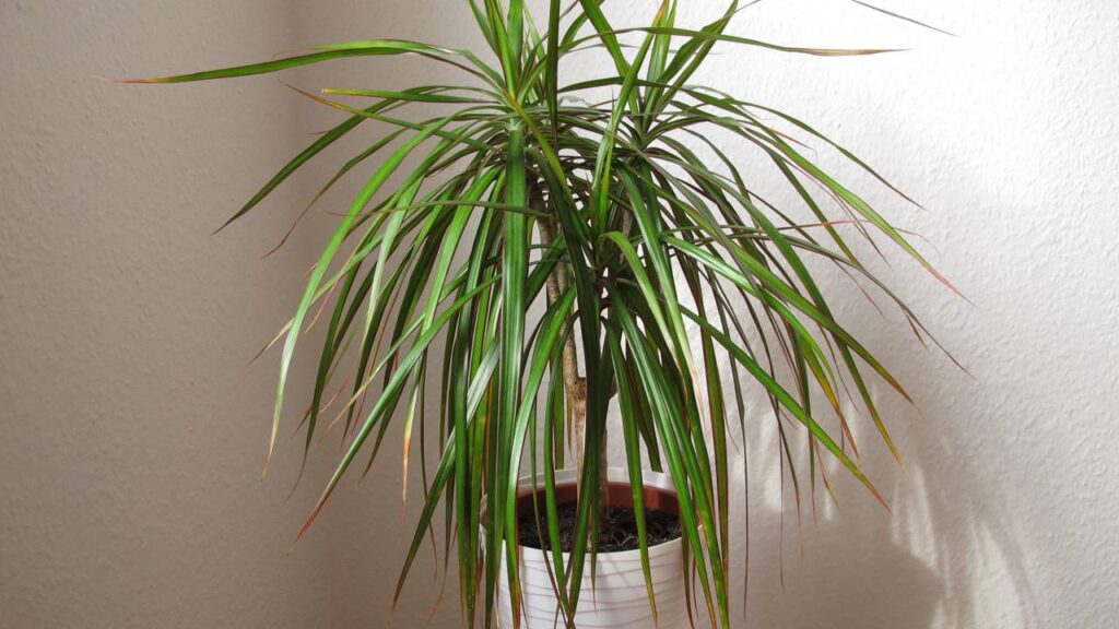6 plantas que cuidam da sua casa enquanto decoram o ambiente