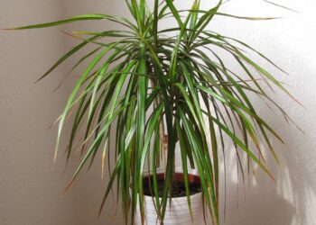 6 plantas que cuidam da sua casa enquanto decoram o ambiente
