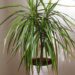 6 plantas que cuidam da sua casa enquanto decoram o ambiente