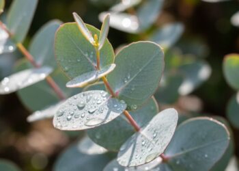 Como usar folhas frescas de eucalipto para respirar melhor