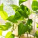 Tem nome de cobra, mas essa planta traz equilíbrio e bem-estar para o seu ambiente