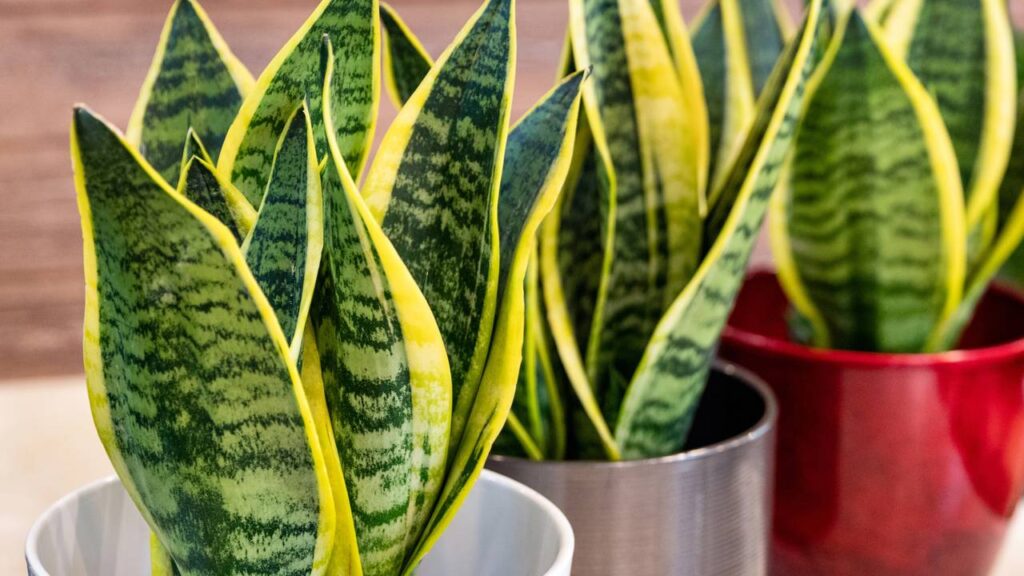 Plantas que combinam com seu signo e mudam o seu ambiente