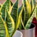 5 Plantas resistentes e decorativas são indicadas para quem tem pouco tempo e busca praticidade
