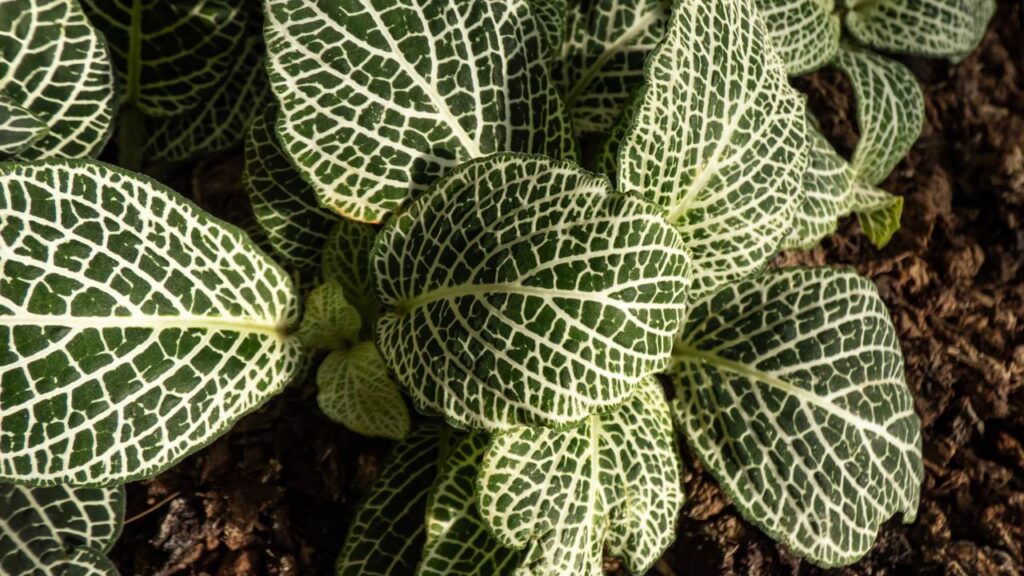 Fitônia, a planta mosaico que valoriza e transforma a decoração da sua casa