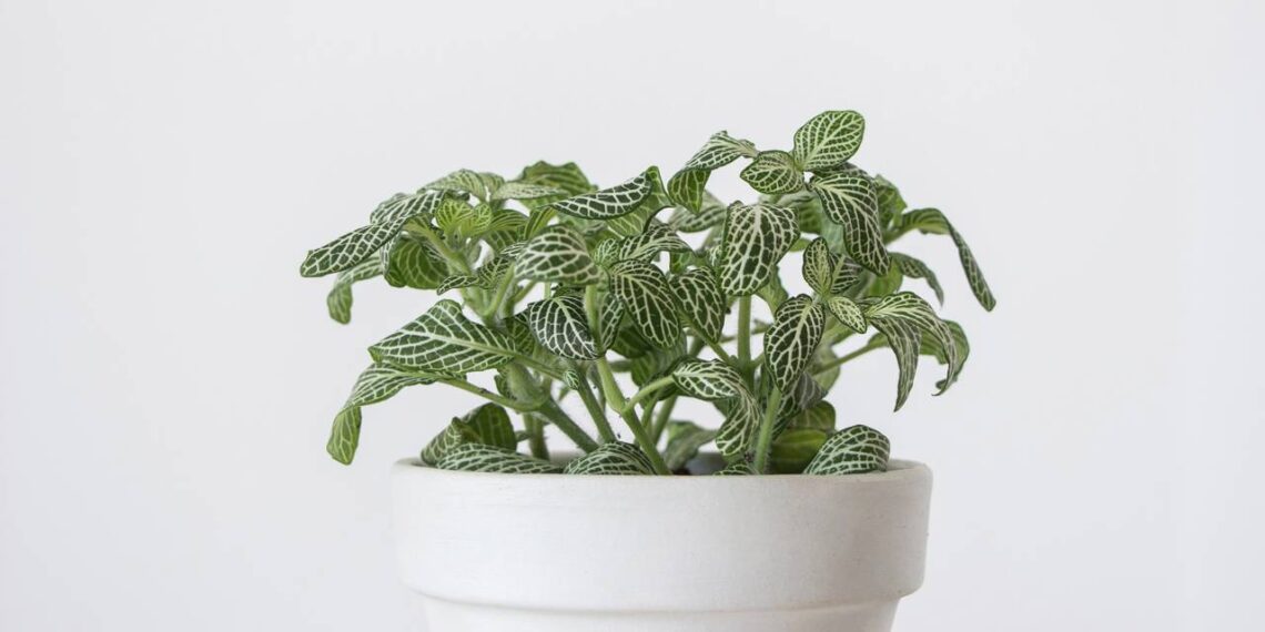 Fitônia, a planta mosaico que valoriza e transforma a decoração da sua casa