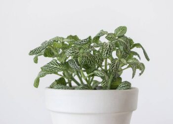 Fitônia, a planta mosaico que valoriza e transforma a decoração da sua casa