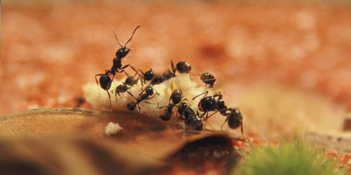 Formigas pequenas aparecem no verão por calor, comida e umidade; controle envolve limpeza, vedação e uso correto de iscas