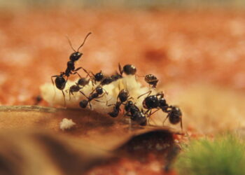 Formigas pequenas aparecem no verão por calor, comida e umidade; controle envolve limpeza, vedação e uso correto de iscas