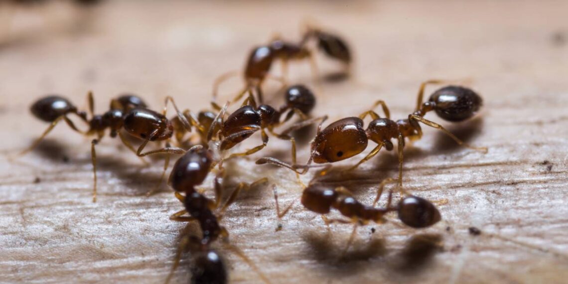 Livre sua cozinha da presença irritante das formigas em bancadas